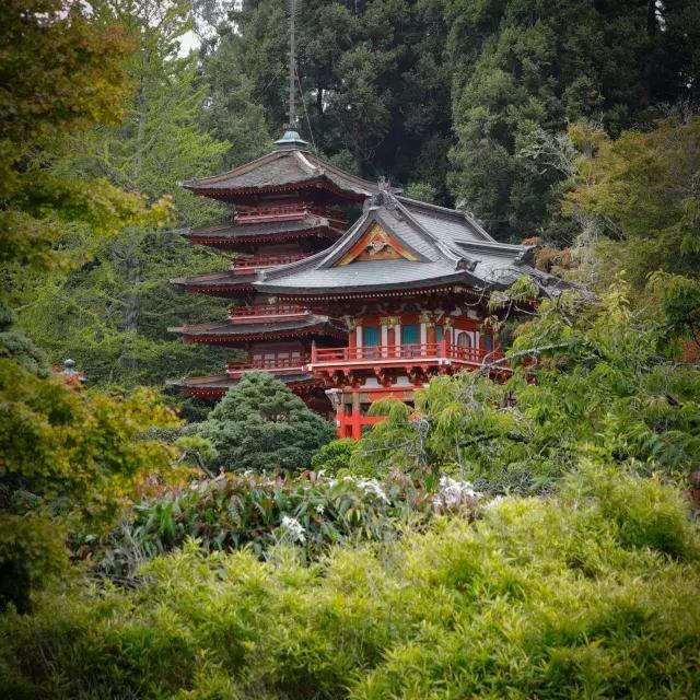 Jardin de thé japonais