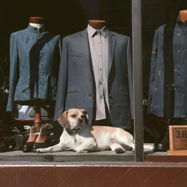 perro en la ventana